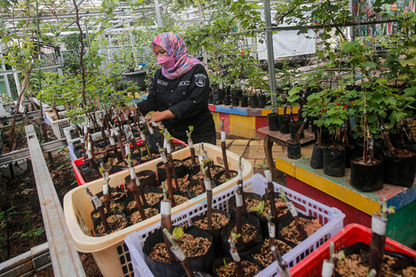 Petani merawat tanaman anggur di Kebun Imut Sinakal, Duren Sawit, Jakarta, Senin (10/8/2021).
