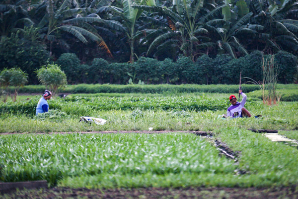 Petani merawat sayuran yang ditanam di lahan garapan dekat proyek pembangunan Jakarta International Stadium (JIS), Jakarta Utara, Senin (6/9/2021).