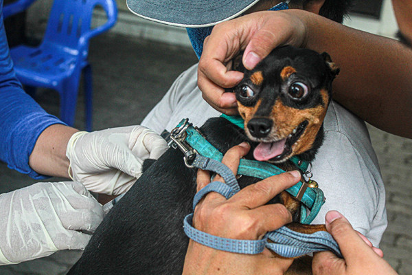 Petugas menyuntikan vaksin rabies ke hewan peliharaan di Sekretariat RW 11 Kelurahan Sunter Jaya, Kecamatan Tanjung Priok, Jakarta Utara, Rabu (8/9/2021).