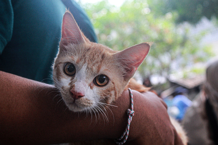 Petugas menyuntikan vaksin rabies ke hewan peliharaan di Sekretariat RW 11 Kelurahan Sunter Jaya, Kecamatan Tanjung Priok, Jakarta Utara, Rabu (8/9/2021).