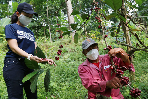 Pengunjung belajar memetik Kopi Liberika dilereng Gunung Penanggunangan di lahan perkebunan Kampus III Ubaya Trawas, Mojokerto, Jawa Timur, Sabtu (11/9/2021).