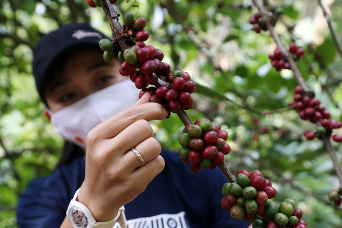 Pengunjung belajar memetik Kopi Liberika dilereng Gunung Penanggunangan di lahan perkebunan Kampus III Ubaya Trawas, Mojokerto, Jawa Timur, Sabtu (11/9/2021).