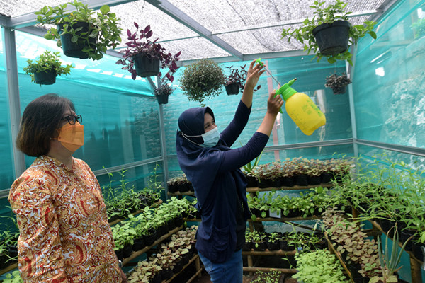 Warga kembali beraktivitas merawat hingga memanen berbagai jenis tanaman sayur-sayuran di Sentra Pelatihan Urban Farming di Kota Semarang, Senin (13/9/2021).