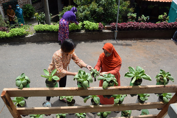 Warga kembali beraktivitas merawat hingga memanen berbagai jenis tanaman sayur-sayuran di Sentra Pelatihan Urban Farming di Kota Semarang, Senin (13/9/2021).