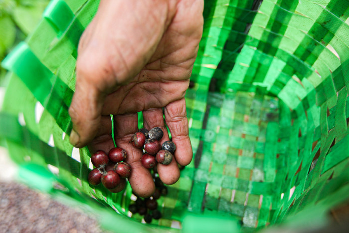 Ujang Usman (48) merapihkan biji kopi miliknya dalam proses fermentasi untuk menjadi kopi wine di Desa Cisadon, Babakan Madang, Minggu (19/9/2021).