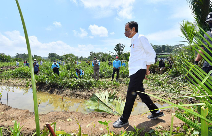 Antisipasi Perubahan Iklim, Presiden Jokowi Bersama Masyarakat Tanam ...