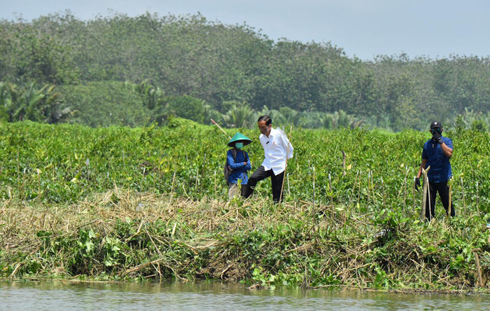 Presiden Jokowi melakukan Penanaman Pohon Mangrove di Desa Tritih Lor, Kecamatan Cilacap Utara, Kabupaten Cilacap, Jawa Tengah, Kamis (23/9/2021).