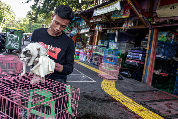 Pedagang menunjukan kucing dagangannya di Pasar Barito, Jakarta Selatan, Sabtu (25/9/2021).