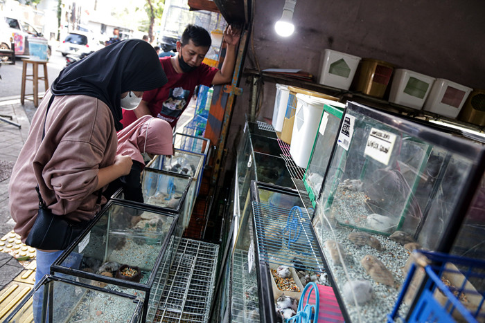 Pedagang menunjukan kucing dagangannya di Pasar Barito, Jakarta Selatan, Sabtu (25/9/2021).