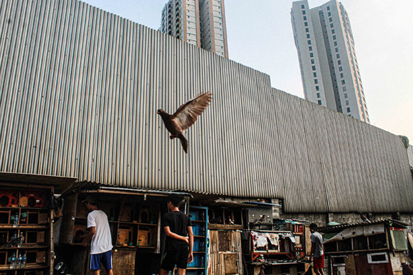 Warga sedang melatih burung merpati di kawasan Muria Dalam, Jakarta Selatan, Selasa (28/9/2021).