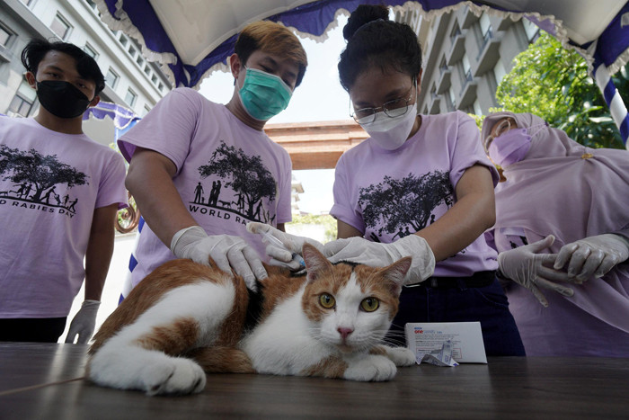 Kucing-kucing lucu milik warga mendapatkan suntikan vaksinasi rabies di Universitas Wijaya Kusuma Surabaya (UWKS), Surabaya, Jawa Timur, Selasa (28/9/2021).