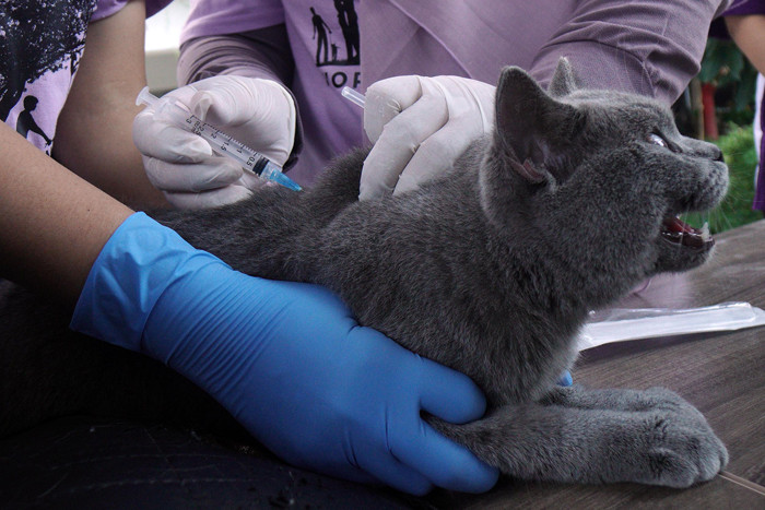 Kucing-kucing lucu milik warga mendapatkan suntikan vaksinasi rabies di Universitas Wijaya Kusuma Surabaya (UWKS), Surabaya, Jawa Timur, Selasa (28/9/2021).