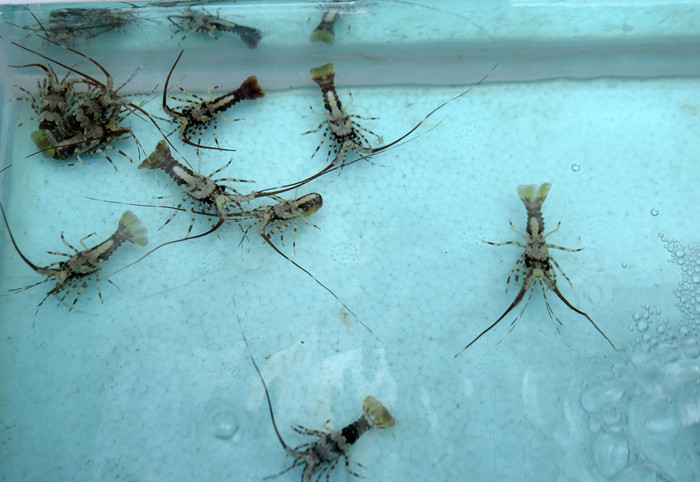 Pengungkapan kasus penjualan ribuan benih lobster ilegal di Kantor Ditpolairud Polda Jateng, Semarang, Jawa Tengah, Rabu (29/9/2021).