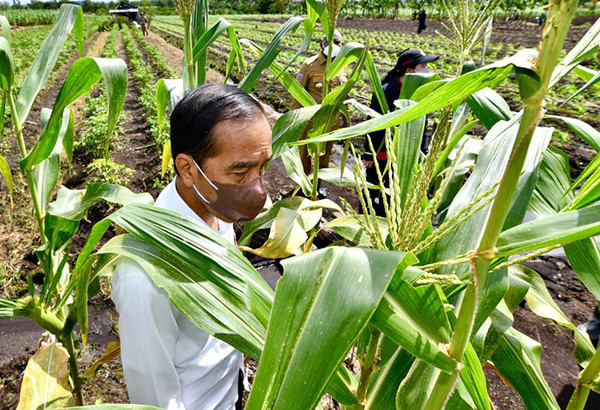 Presiden Jokowi bersama petani melakukan penanaman benih jagung di Keluarahan Klamalu, Kecamatan Aimas, Kabupaten Sorong, Papua Barat, Senin (4/10/2021).