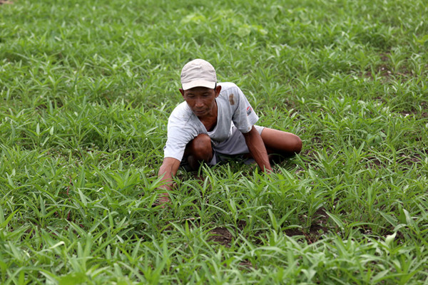 Rohani, petani perkotaan menggarap lahan kosong untuk ditanami sayuran disalah satu komplek perumahan di Semolowaru Surabaya, Jawa Timur, Senin (4/10/2021).