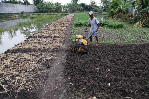 Rohani, petani perkotaan menggarap lahan kosong untuk ditanami sayuran disalah satu komplek perumahan di Semolowaru Surabaya, Jawa Timur, Senin (4/10/2021).