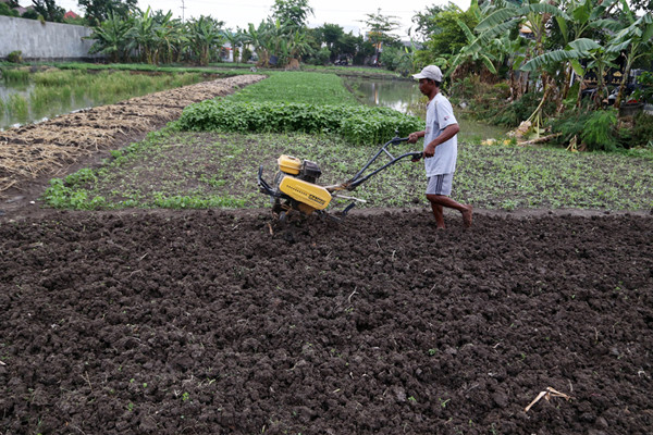 Rohani, petani perkotaan menggarap lahan kosong untuk ditanami sayuran disalah satu komplek perumahan di Semolowaru Surabaya, Jawa Timur, Senin (4/10/2021).