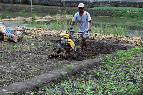 Rohani, petani perkotaan menggarap lahan kosong untuk ditanami sayuran disalah satu komplek perumahan di Semolowaru Surabaya, Jawa Timur, Senin (4/10/2021).
