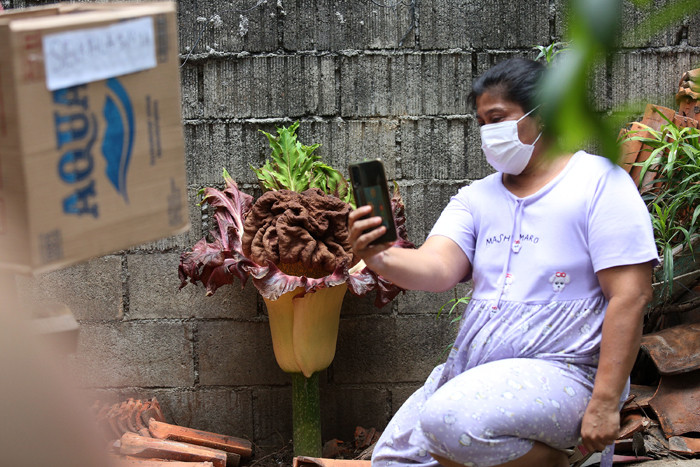 Warga menunjukkan bunga bangkai (Amorphophallus paeonifolius) yang tumbuh di pekarangan rumahnya, Cipete, Jakarta, Rabu (13/10/2021).