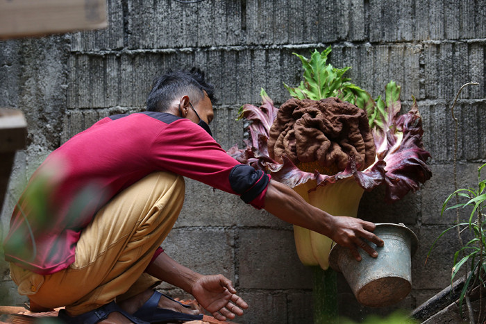Warga menunjukkan bunga bangkai (Amorphophallus paeonifolius) yang tumbuh di pekarangan rumahnya, Cipete, Jakarta, Rabu (13/10/2021).