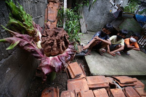 Warga menunjukkan bunga bangkai (Amorphophallus paeonifolius) yang tumbuh di pekarangan rumahnya, Cipete, Jakarta, Rabu (13/10/2021).