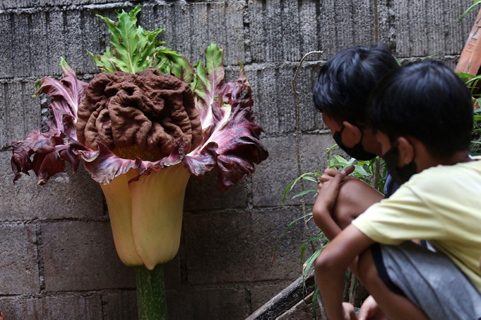 Warga menunjukkan bunga bangkai (Amorphophallus paeonifolius) yang tumbuh di pekarangan rumahnya, Cipete, Jakarta, Rabu (13/10/2021).