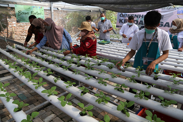Menanam sayuran di green house Kendangsari, Surabaya, Jawa Timur, Jumat (15/10/2021).