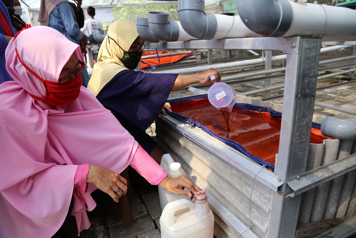 Menanam sayuran di green house Kendangsari, Surabaya, Jawa Timur, Jumat (15/10/2021).