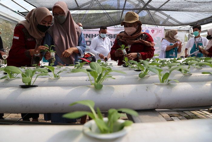 Menanam sayuran di green house Kendangsari, Surabaya, Jawa Timur, Jumat (15/10/2021).