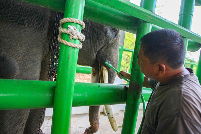 Seorang pawang menunggangi gajah di Taman Nasional Way Kambas (TNWK), Lampung Timur, Jumat (15/10/2021).