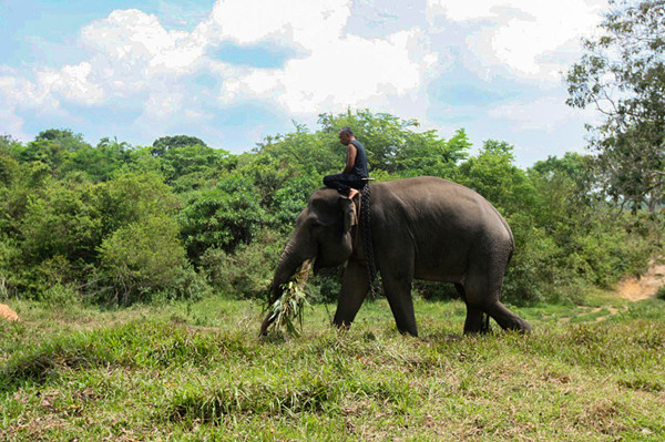 Seorang pawang menunggangi gajah di Taman Nasional Way Kambas (TNWK), Lampung Timur, Jumat (15/10/2021).