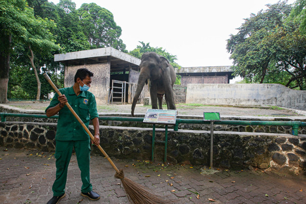 Petugas membersihkan area sekitar kandang Gajah di Taman Marga Satwa Ragunan, Jakarta Selatan, Jumat (22/10/2021).