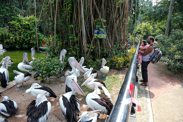 Pengunjung melihat burung Pelican di Taman Margasatwa Ragunan, Jakarta Selatan, Sabtu (23/10/2021).