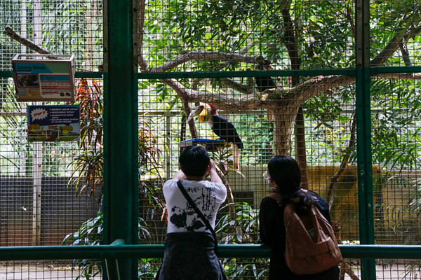 Pengunjung melihat burung Pelican di Taman Margasatwa Ragunan, Jakarta Selatan, Sabtu (23/10/2021).