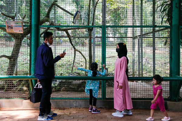 Pengunjung melihat burung Pelican di Taman Margasatwa Ragunan, Jakarta Selatan, Sabtu (23/10/2021).