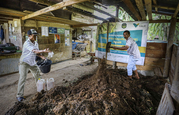 Petugas jaga memberikan makanan kawanan rusa di area kebun bibit modern (nursery) PT Vale Indonesia, Soroako, Kabupaten Luwu Timur, Sabtu (30/10/2021).
