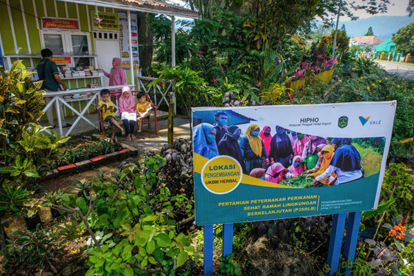 Petugas jaga memberikan makanan kawanan rusa di area kebun bibit modern (nursery) PT Vale Indonesia, Soroako, Kabupaten Luwu Timur, Sabtu (30/10/2021).