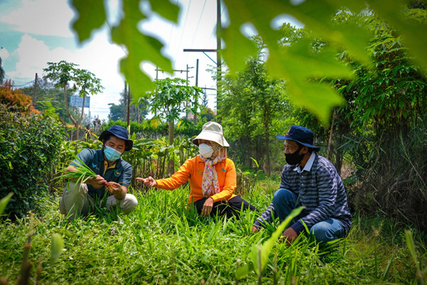 Petugas jaga memberikan makanan kawanan rusa di area kebun bibit modern (nursery) PT Vale Indonesia, Soroako, Kabupaten Luwu Timur, Sabtu (30/10/2021).