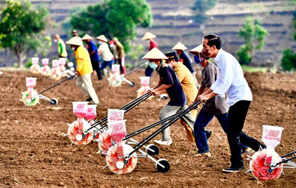 Presiden Joko Widodo menanam jagung bersama para petani di Kabupaten Jeneponto, Sulawesi Selatan, Selasa (23/11/2021).