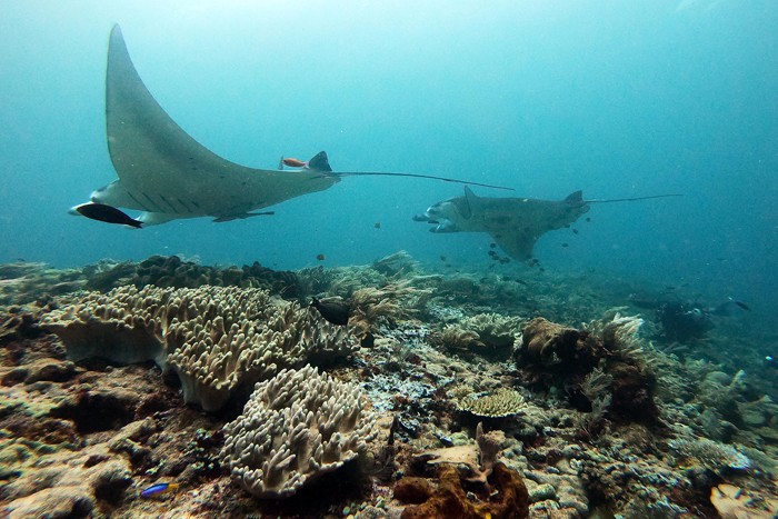 Peneliti melakukan pengambilan foto identitas Pari Manta, di Manta Ridge, Kawasan Konservasi Perairan Daerah Selat Dampier, Kepulauan Raja Ampat.