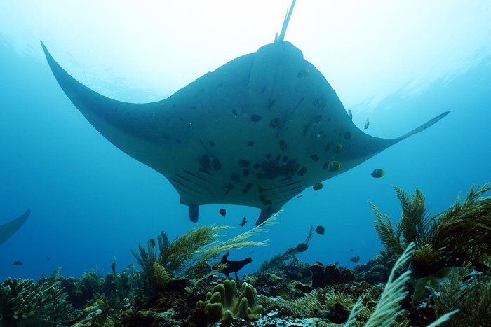Peneliti melakukan pengambilan foto identitas Pari Manta, di Manta Ridge, Kawasan Konservasi Perairan Daerah Selat Dampier, Kepulauan Raja Ampat.