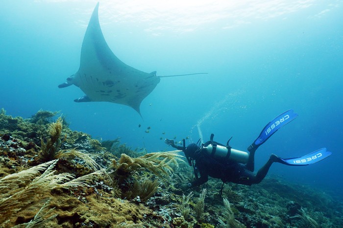 Peneliti melakukan pengambilan foto identitas Pari Manta, di Manta Ridge, Kawasan Konservasi Perairan Daerah Selat Dampier, Kepulauan Raja Ampat.