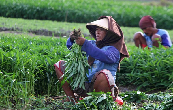 Petani memanen sayur-mayur jenis kangkung di lahan garapan kawasan Papanggo, Jakarta Utara, sabtu (4/12/2021).