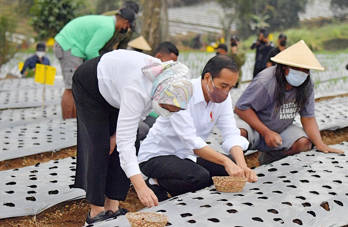 Presiden Joko Widodo bersama Ibu Iriana Joko Widodo melakukan peninjauan lokasi lumbung pangan (food estate) dan menanam bawang merah bersama para petani.
