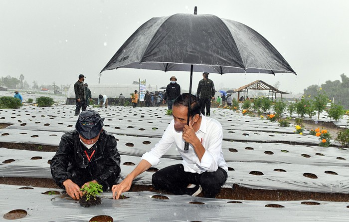 Presiden Joko Widodo basah kuyup meski berpayung usai penanaman cabai bersama masyarakat di Food Estate, Desa Lamuk, Wonosobo, Jawa Tengah, Selasa (14/12/2021).