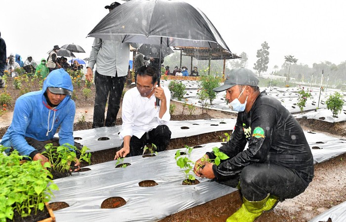 Presiden Joko Widodo basah kuyup meski berpayung usai penanaman cabai bersama masyarakat di Food Estate, Desa Lamuk, Wonosobo, Jawa Tengah, Selasa (14/12/2021).