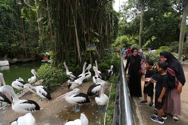 Pengunjung saat melihat gajah di Taman Margasatwa Ragunan, Jakarta, Sabtu (25/12/2021).