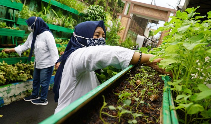 Kampung Berseri Astra, Kampung Ramah Lingkungan Asuransi Astra RW 01 Pela Mampang bersama karyawan Asuransi Astra sedang merawat urban farming.