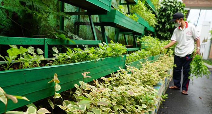 Kampung Berseri Astra, Kampung Ramah Lingkungan Asuransi Astra RW 01 Pela Mampang bersama karyawan Asuransi Astra sedang merawat urban farming.