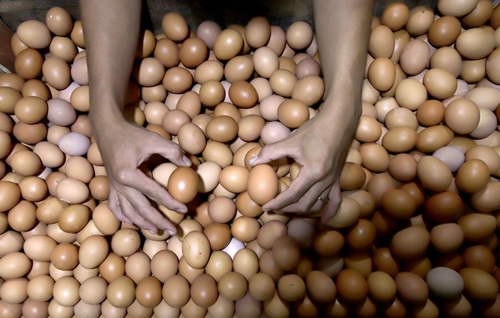 Pedagang memilih telur yang dijual di Pasar Rumput, Jakarta, Senin (27/12/2021).